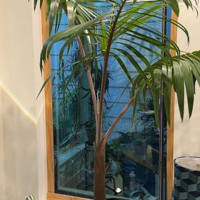 Photo of the plant species Bottle Palm by Samuel named Rainier on Greg, the plant care app