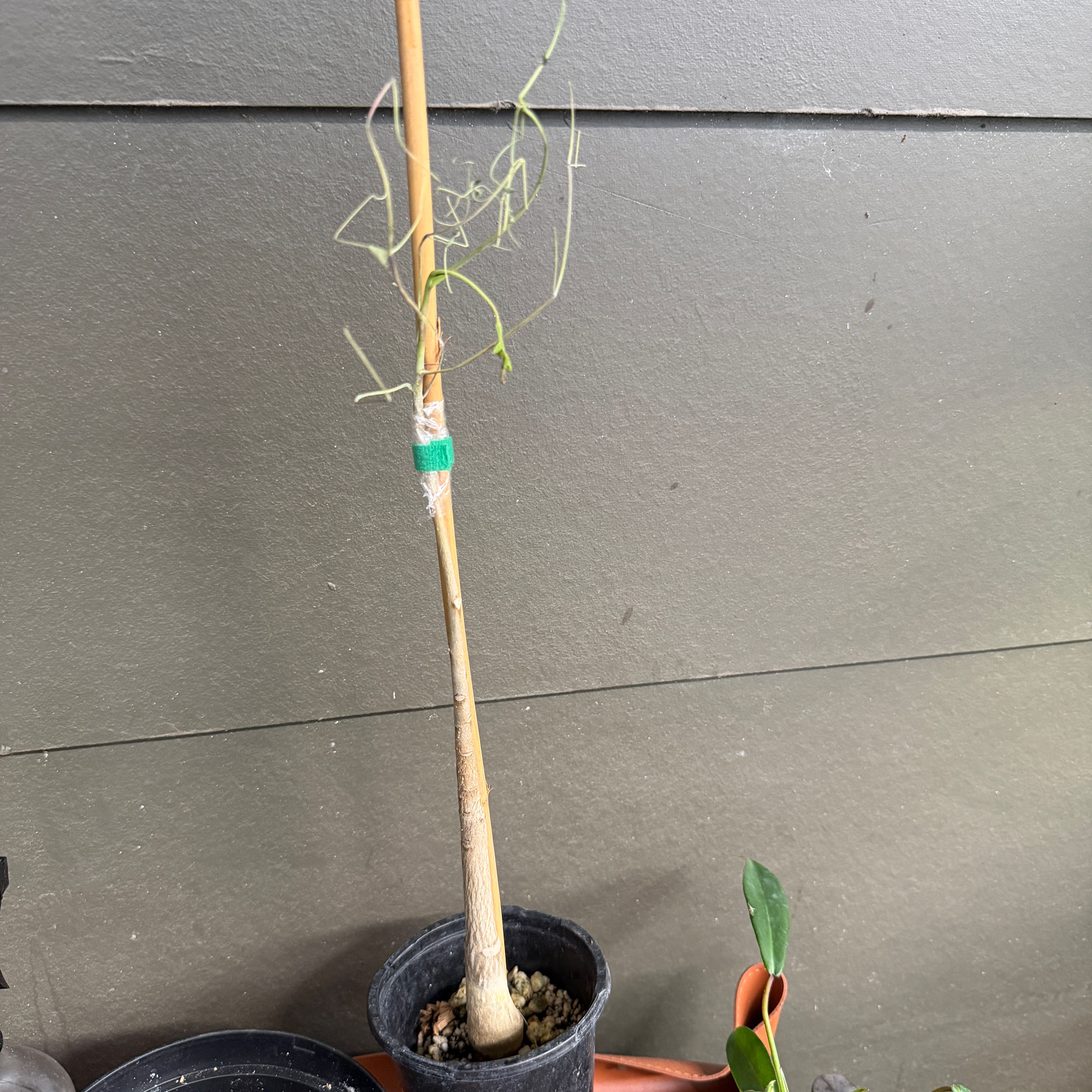 Photo of the plant species Madagascar Bottle Tree by Samuel named Sonora on Greg, the plant care app