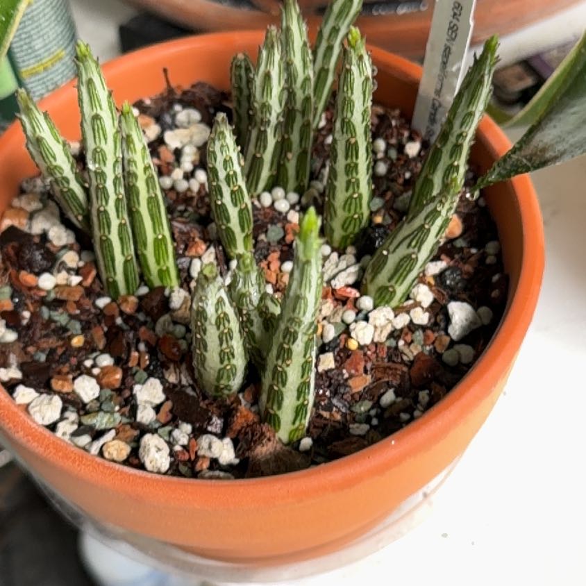 Photo of the plant species Pickle plant by Samuel named Gaga on Greg, the plant care app