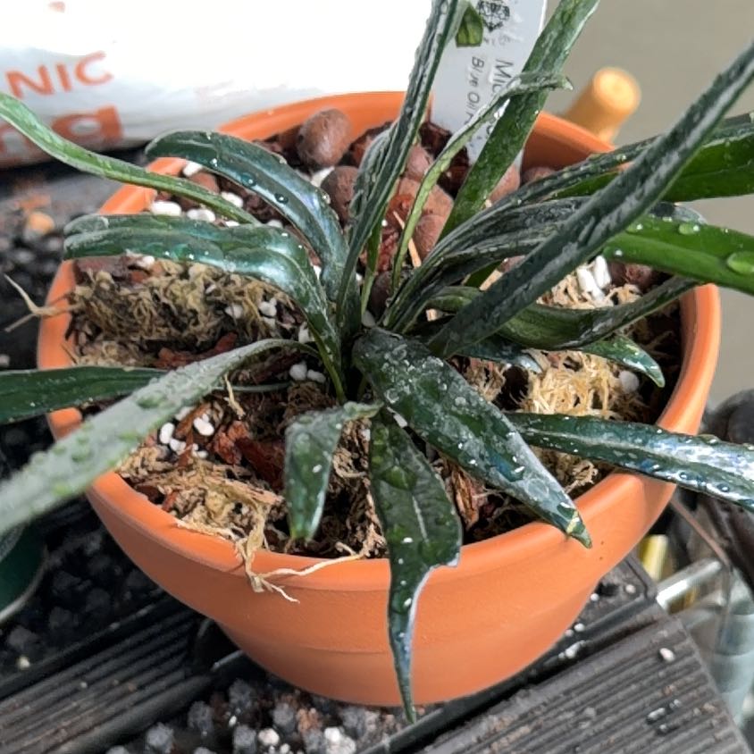 Photo of the plant species Blue Oil Fern by Samuel named Kendall on Greg, the plant care app