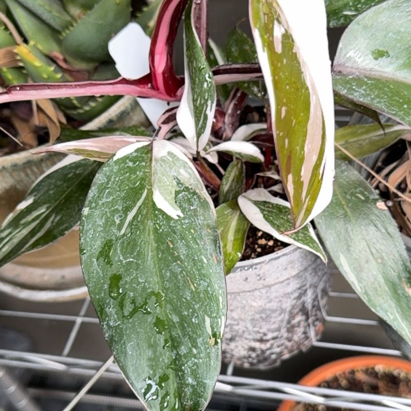 Photo of the plant species Philodendron 'Red Anderson' by Samuel named Zion on Greg, the plant care app