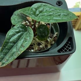 Photo of the plant species Anthurium Radicans x Luxurians by Samuel named Eva on Greg, the plant care app