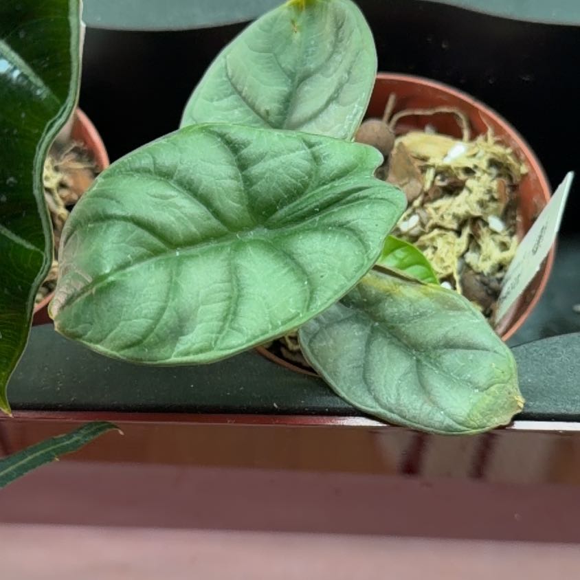 Photo of the plant species Alocasia Silver Dragon by Samuel named Daphne on Greg, the plant care app