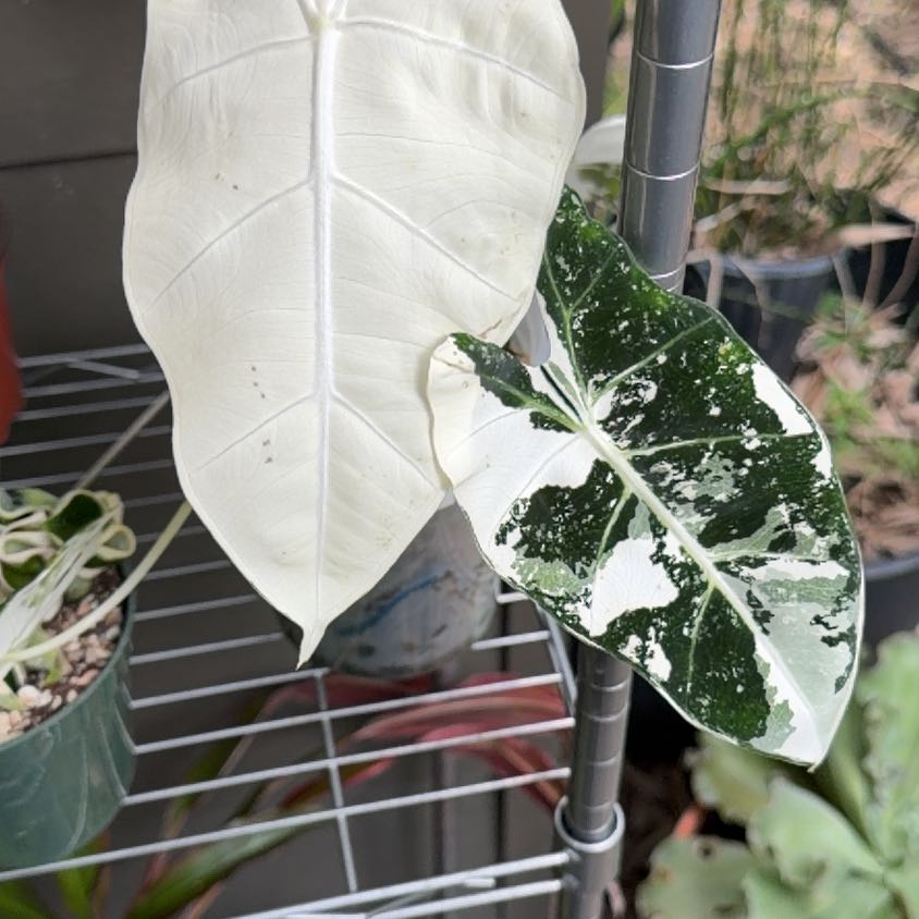 Photo of the plant species Alocacia Frydek Variagated by Samuel named Morgan Treeman on Greg, the plant care app