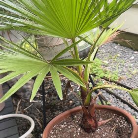 Photo of the plant species Mexican Fan Palm by Samuel named Athena on Greg, the plant care app