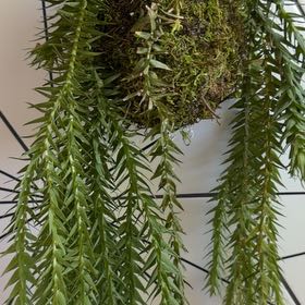 Photo of the plant species Huperzia nummulariifolia by Samuel named Luna on Greg, the plant care app