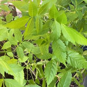 Photo of the plant species Desert Ash by @ProCanna60 named Luna on Greg, the plant care app
