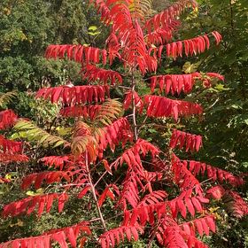 Photo of the plant species Staghorn Sumac by @ProCanna60 named James Dean on Greg, the plant care app