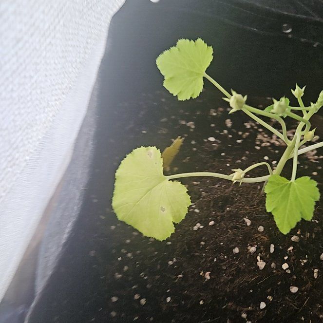 Photo of the plant species Round Zucchini by @WhizCosmo97 named Harry on Greg, the plant care app