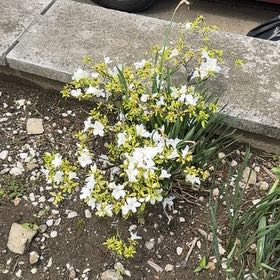 Photo of the plant species Poet's Narcissus by @UberKatsura39 named Fernie Saunders on Greg, the plant care app