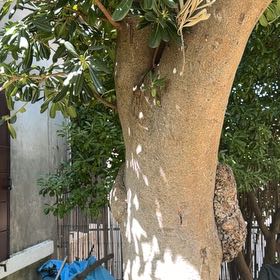 Photo of the plant species Southern Magnolia by @UberKatsura39 named James Dean on Greg, the plant care app