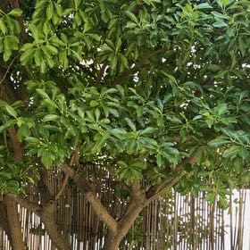 Photo of the plant species Sapote by @UberKatsura39 named Beckham on Greg, the plant care app