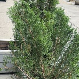 Photo of the plant species Mediterranean Cypress by @UberKatsura39 named Muhammad Ali on Greg, the plant care app