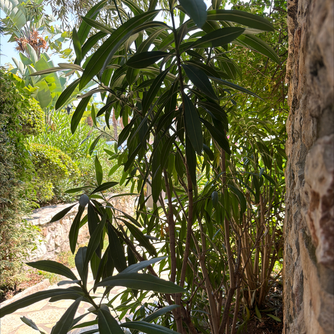 Photo of the plant species Oleander by @UberKatsura39 named Taylor Swift on Greg, the plant care app