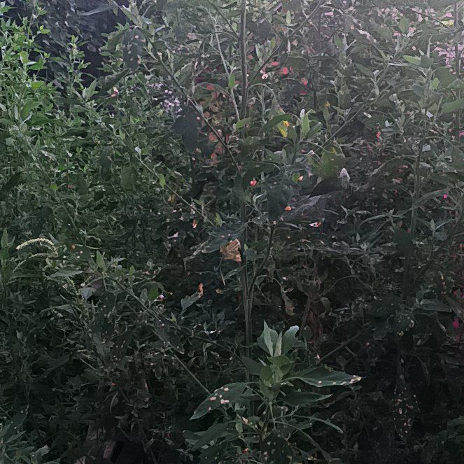 Photo of the plant species Chinese Wolfberry by @AwakeLimetuff1 named Darwin on Greg, the plant care app