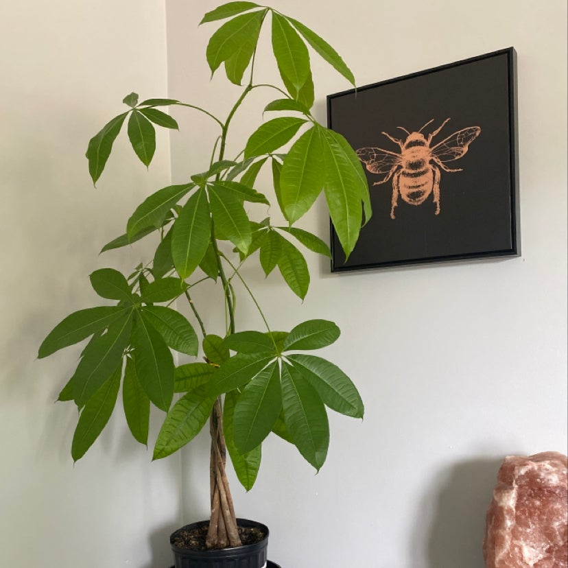 Photo of the plant species Money Tree by Sonia named Aristotle on Greg, the plant care app
