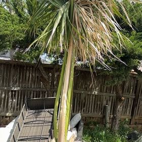 Photo of the plant species Jelly palm by @GiftedDeergrass named Sonora on Greg, the plant care app