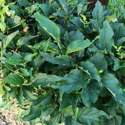 Photo of the plant species Salal by @WillOnion68 named Zion on Greg, the plant care app
