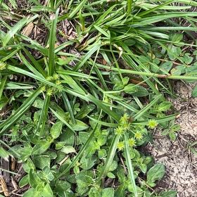 Photo of the plant species Tall Flatsedge by @YesNutgrass81 named Athena on Greg, the plant care app