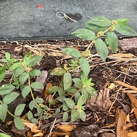Photo of the plant species Hyssopleaf Sandmat by @YesNutgrass81 named Orwell on Greg, the plant care app