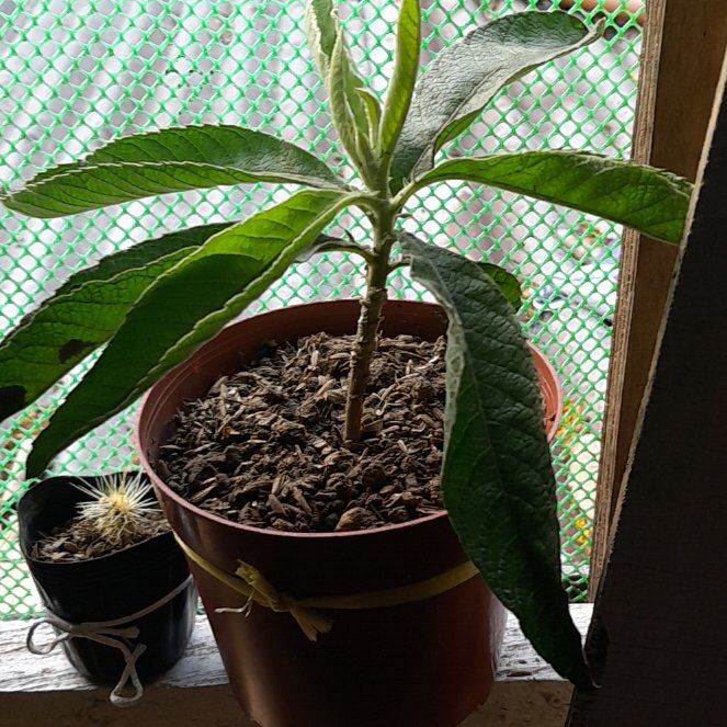 Photo of the plant species Sambong by @WelsomeAllspice named Samby on Greg, the plant care app
