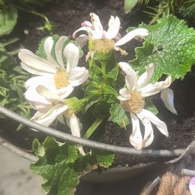 Photo of the plant species Cineraria by @TruthfulBroom5 named Sir Plancelot on Greg, the plant care app