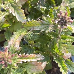 Photo of the plant species Goodding's Verbena by @TruthfulBroom5 named Lavender on Greg, the plant care app