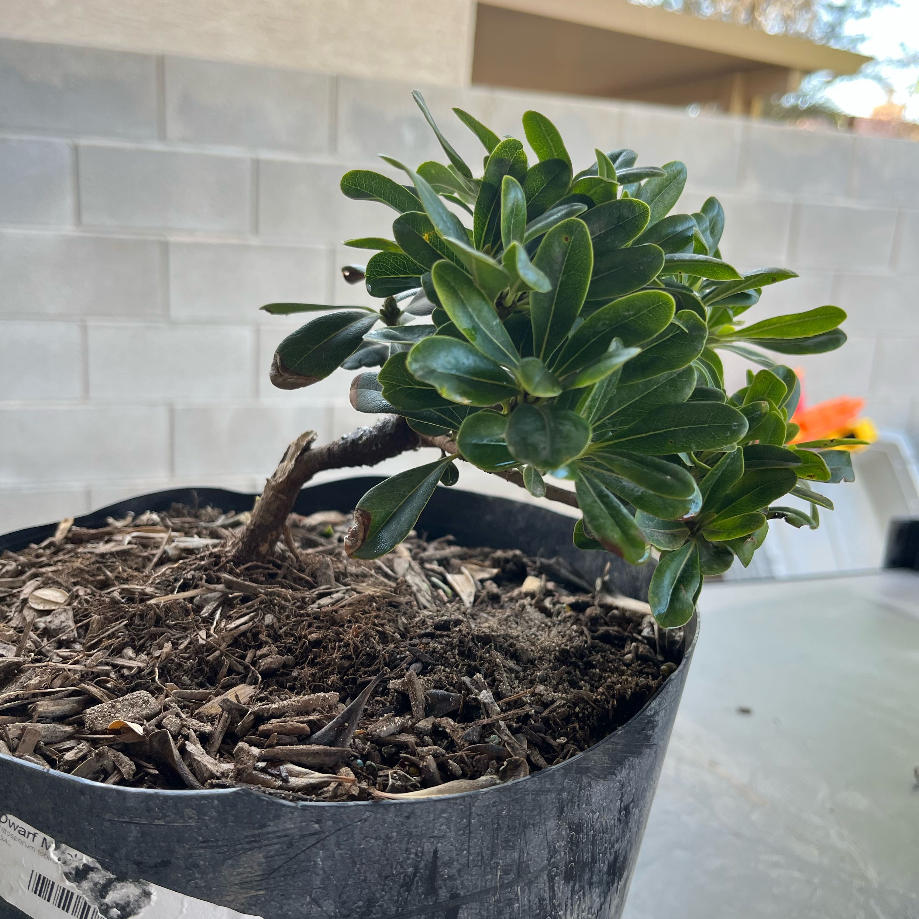 Plant care for Tahitian Cheesewood on Greg, the plant care app