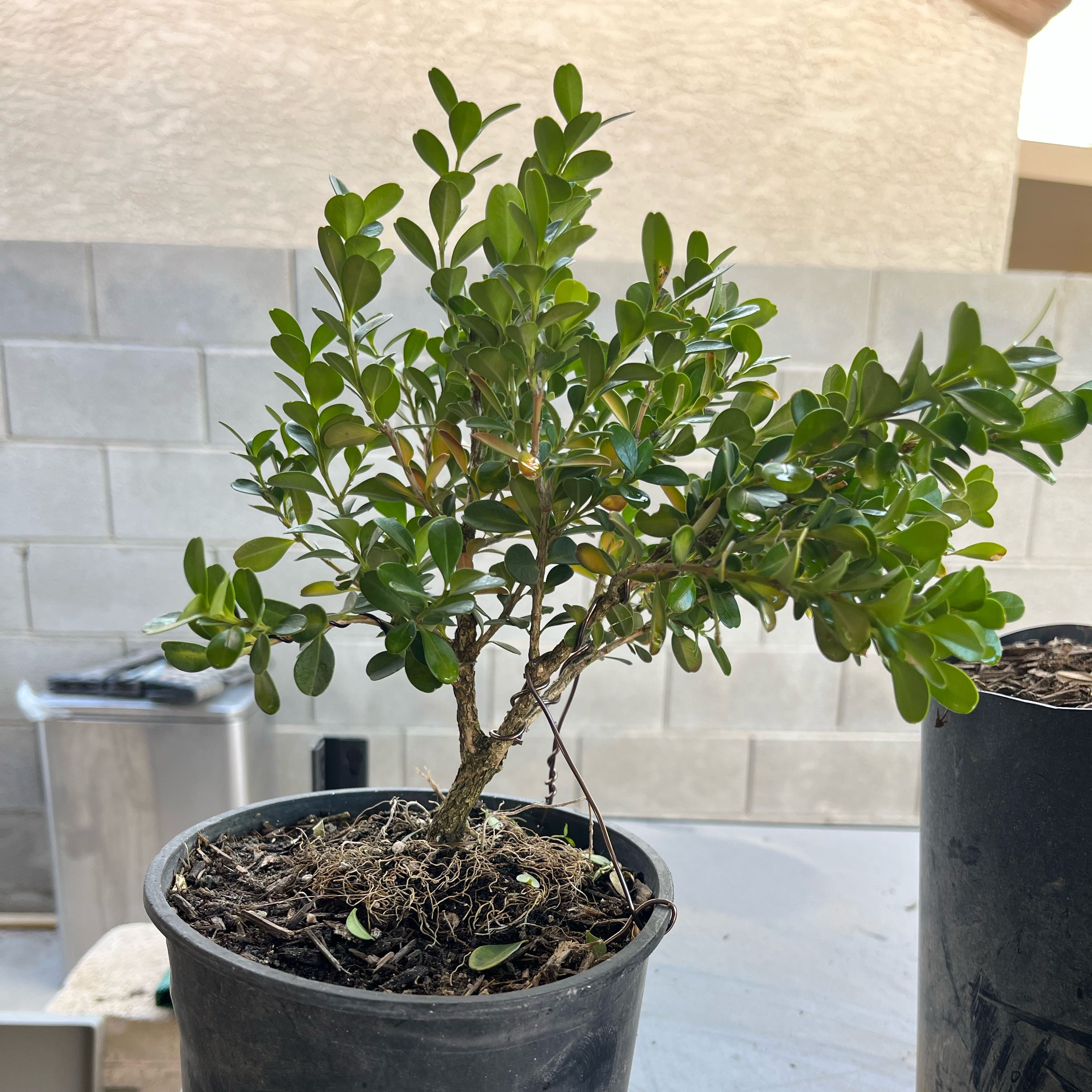 Photo of the plant species Japanese Boxwood by @Bonsailover named Forrest on Greg, the plant care app