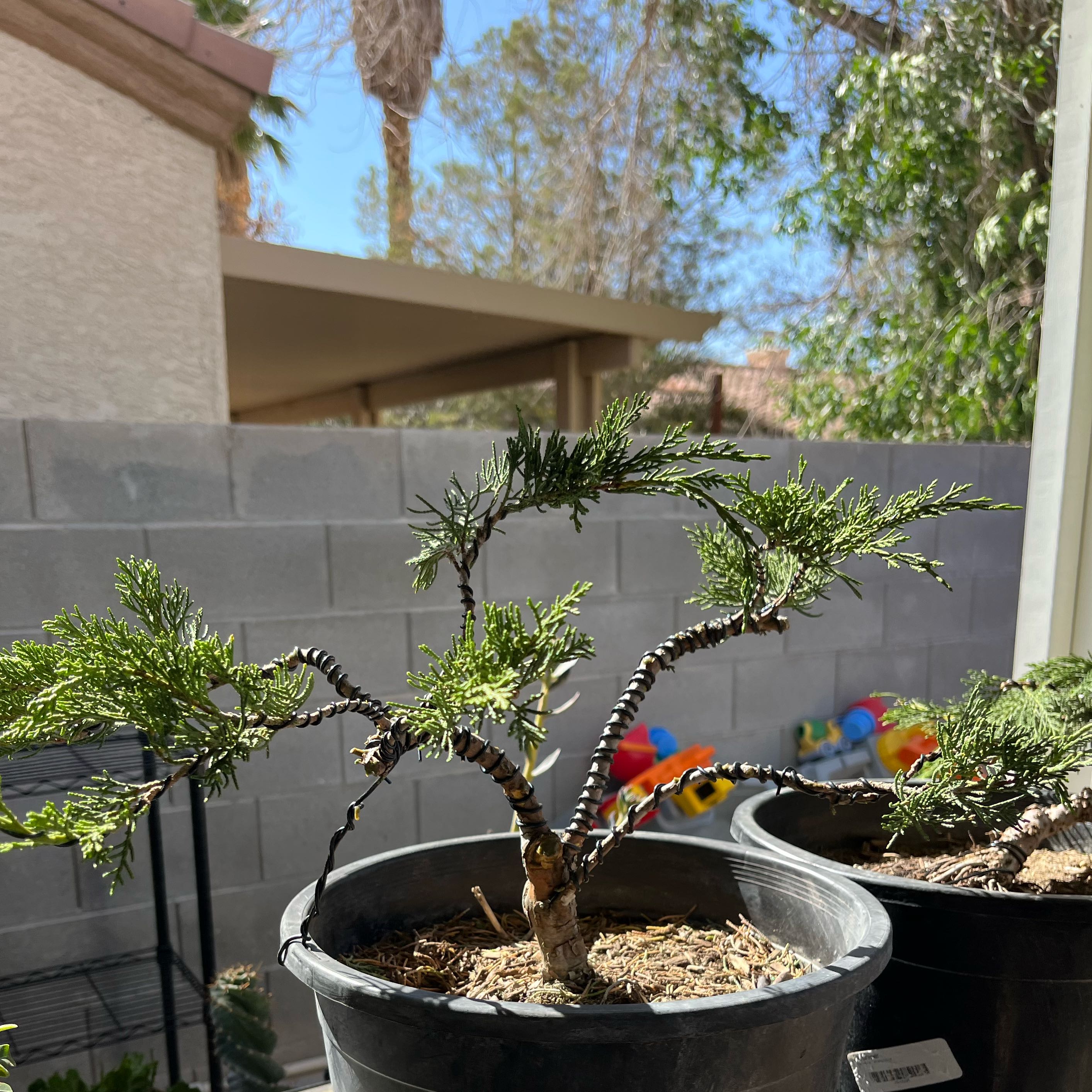 Photo of the plant species Buffalo Juniper by @Bonsailover named Spike Leaves on Greg, the plant care app