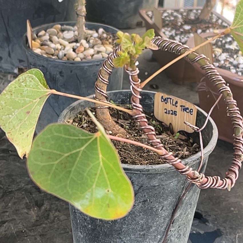 Photo of the plant species Broad-Leaved Bottle Tree by @Bonsailover named Sproutacus on Greg, the plant care app