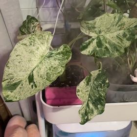 Photo of the plant species Alocasia Batik 'Blizzard' by @ZestyAlpinefir named Nesta on Greg, the plant care app