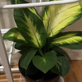 Photo of the plant species Dieffenbachia 'Tropic Marianne' by @BraveBonsi19 named Captain Plant-it on Greg, the plant care app