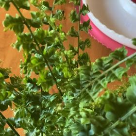 Photo of the plant species Cotton Candy Fern by @WhizCrystalice named Diana on Greg, the plant care app