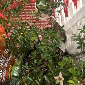 Photo of the plant species Apricot Drift Rose by @WinPecan5 named James Dean on Greg, the plant care app