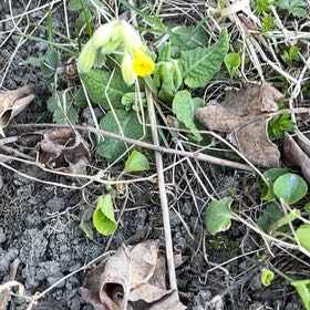 Photo of the plant species Cowslip Primrose by @NewZucchini48 named Navajo on Greg, the plant care app
