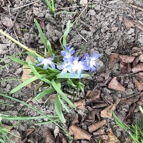 Photo of the plant species Forbes' Glory of the Snow by @NewZucchini48 named Leaf Erickson on Greg, the plant care app