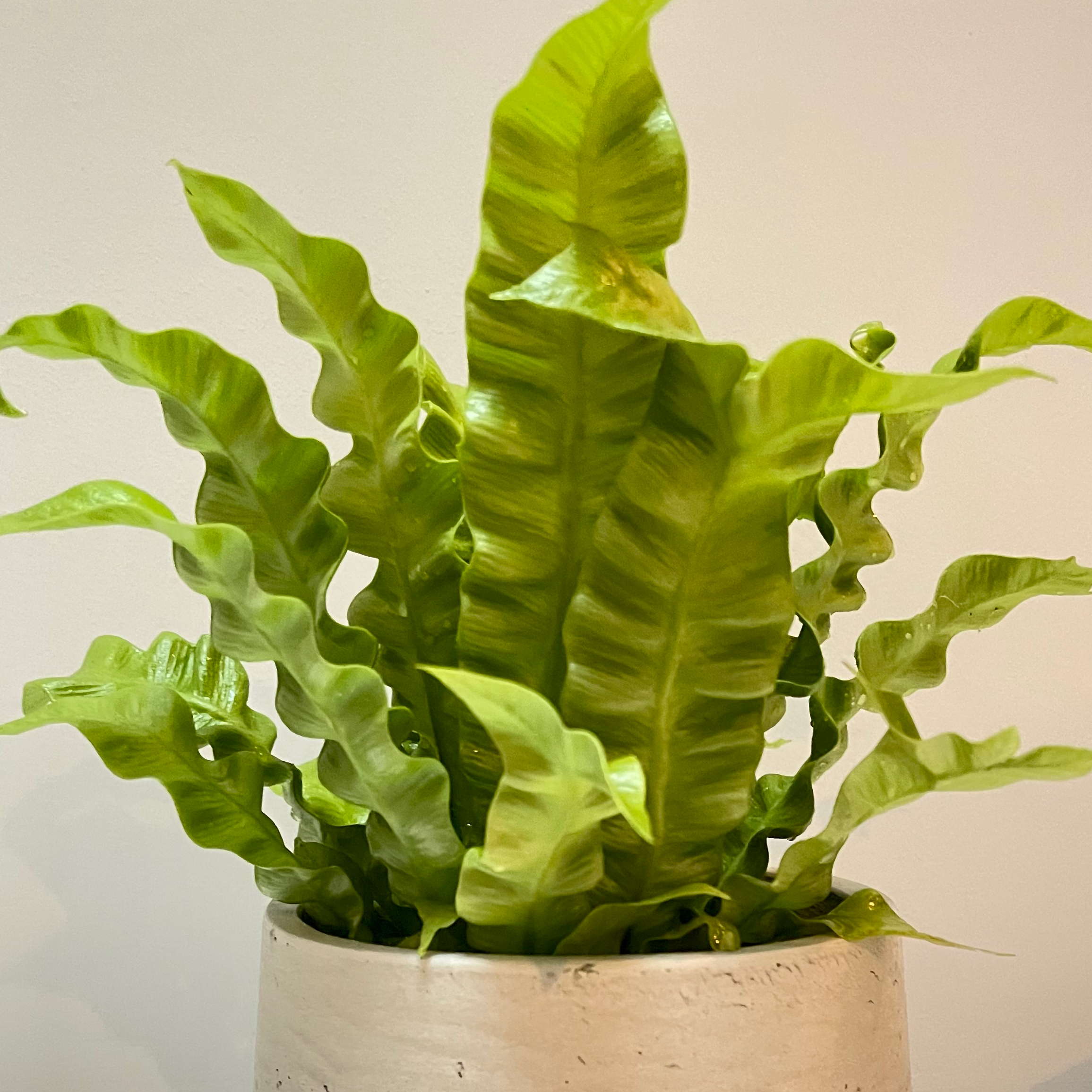 Photo of the plant species Bird's Nest Fern by @Stefan named Fernie on Greg, the plant care app