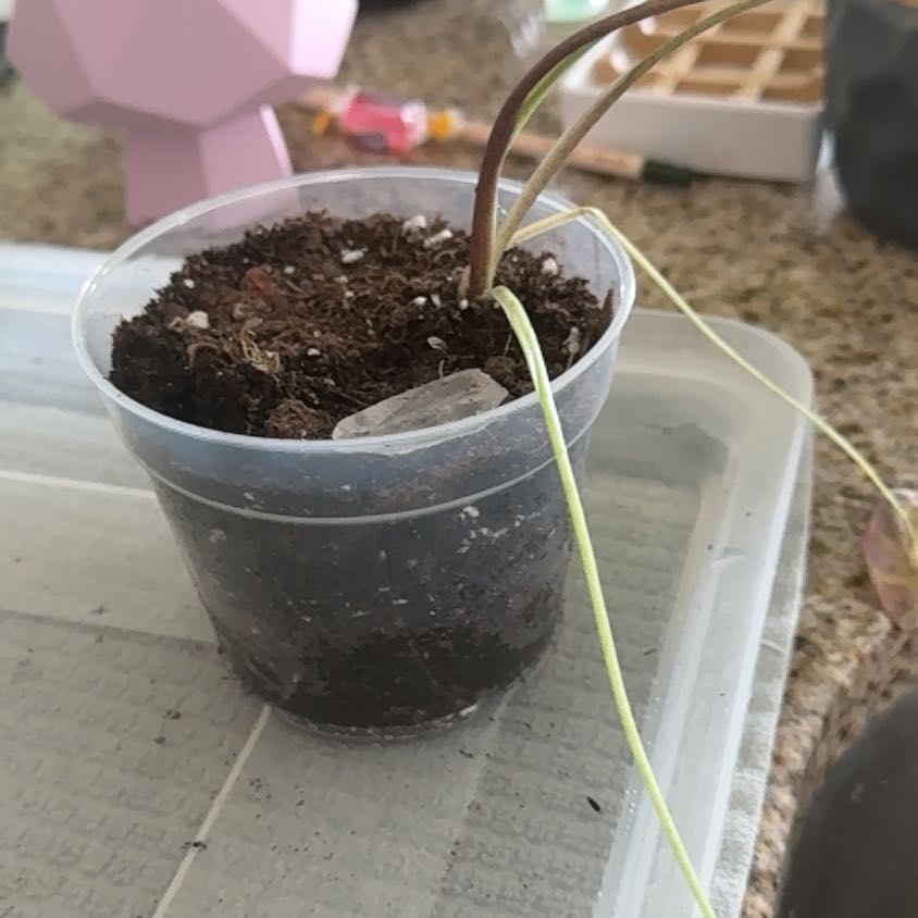 Photo of the plant species Black Beauty by @Bluejay8922 named Morticia on Greg, the plant care app