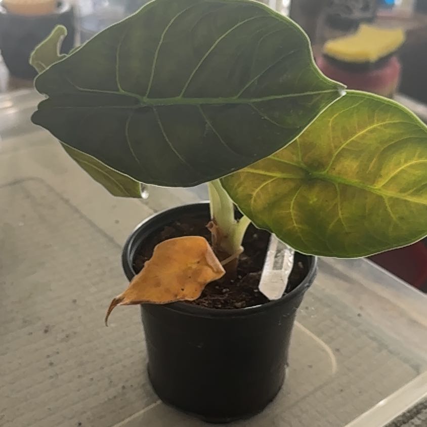 Photo of the plant species Green Unicorn by @Bluejay8922 named Maat on Greg, the plant care app