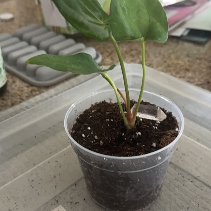 How to Care for Anthurium Dark Phoenix x Crystallinum: Mastering