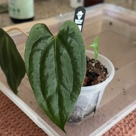 Photo of the plant species RVDP Black Sweet by @Bluejay8922 named Apollo on Greg, the plant care app