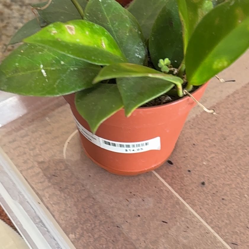Photo of the plant species Hoya 'Sunrise' by @Bluejay8922 named LiloStitch on Greg, the plant care app