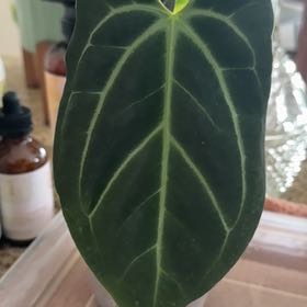 Photo of the plant species Anthurium Besseae Dark by @Bluejay8922 named Kendall on Greg, the plant care app