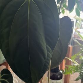 Photo of the plant species Anthurium papillilaminum by @Bluejay8922 named Fernie Mac on Greg, the plant care app