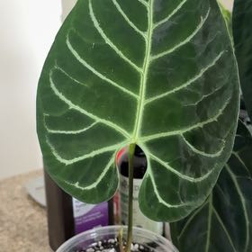 Photo of the plant species Anthurium regale by @Bluejay8922 named Zion on Greg, the plant care app