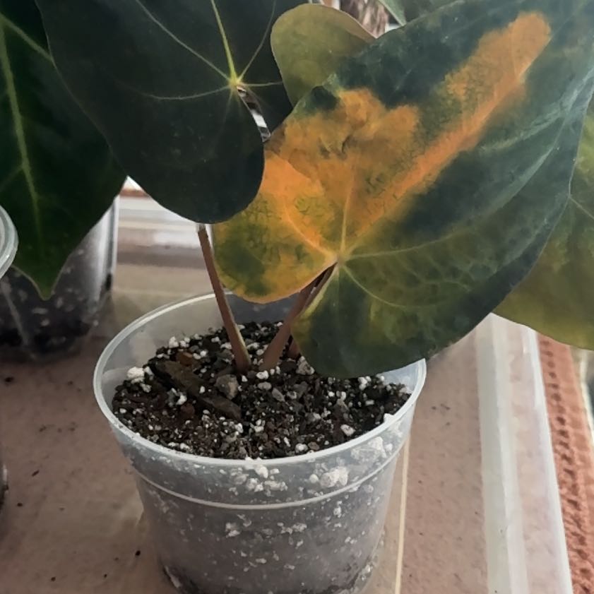 Photo of the plant species Anthurium papillilaminum by @Bluejay8922 named Eva on Greg, the plant care app