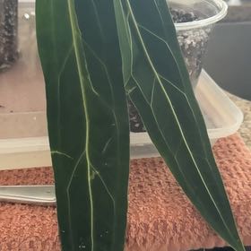Photo of the plant species Anthurium Warocqueanum K8 by @Bluejay8922 named Fernie Saunders on Greg, the plant care app