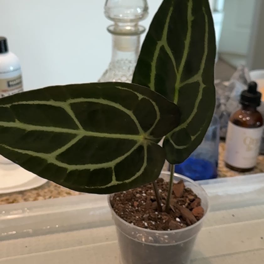 Photo of the plant species Anthurium 'Carla Black' by @Bluejay8922 named Carlotta on Greg, the plant care app