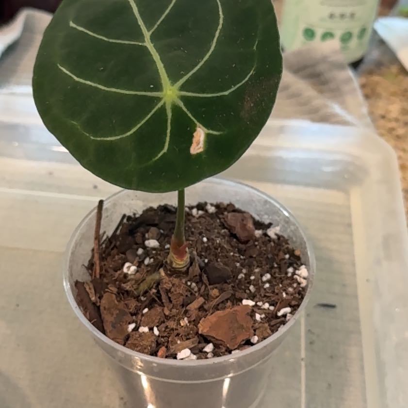 Photo of the plant species Anthurium forgetii by @Bluejay8922 named Serena on Greg, the plant care app
